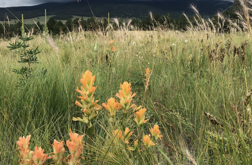 Grasses and wildflowers after a monsoon storm near the San Francisco Peaks. Photo By Annie Elko